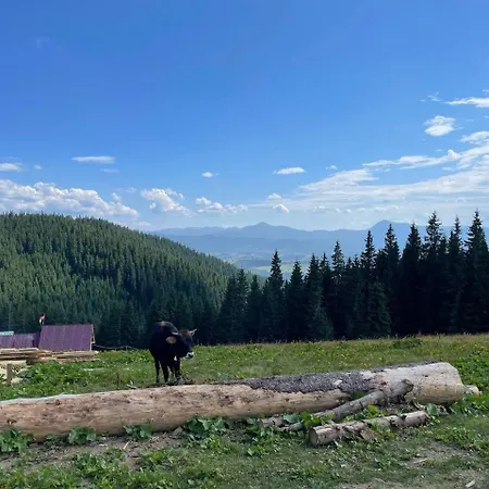 Daire Panorama
